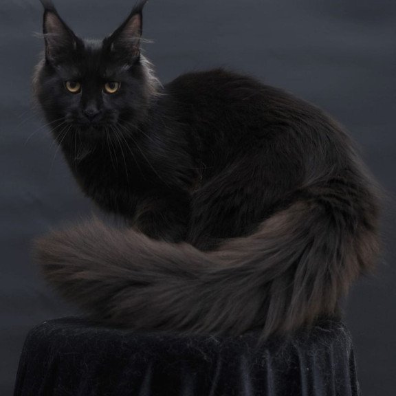 Maine Coon AP Flora