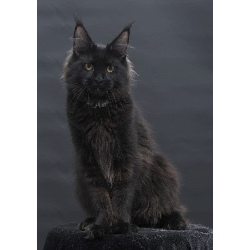 Maine Coon AP Flora