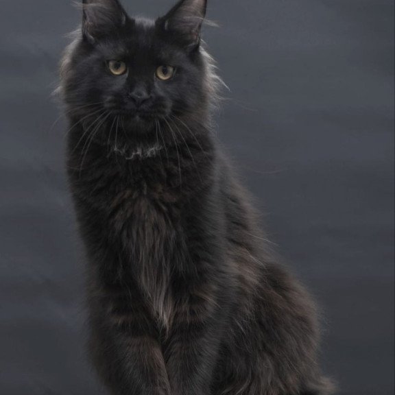 Maine Coon AP Flora