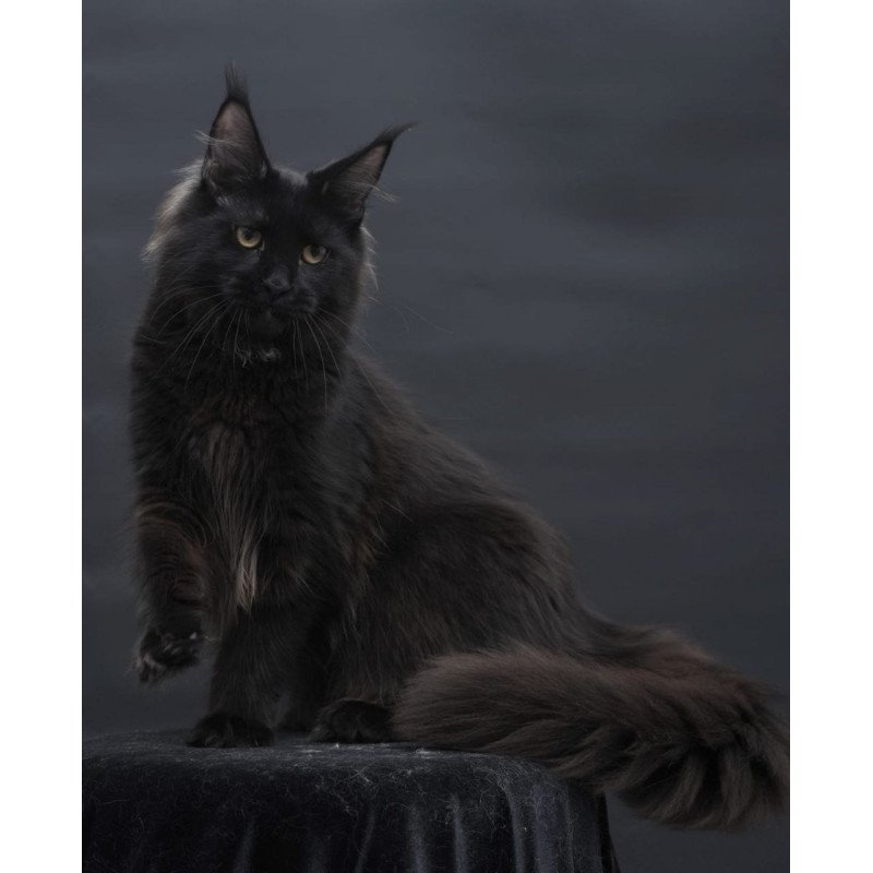 Maine Coon AP Flora