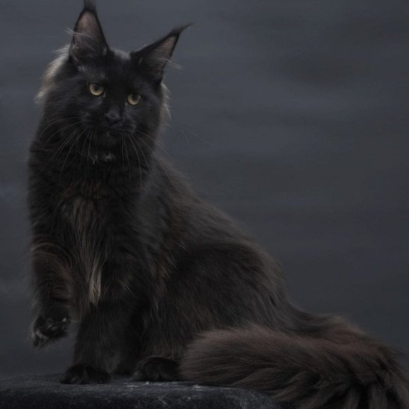 Maine Coon AP Flora