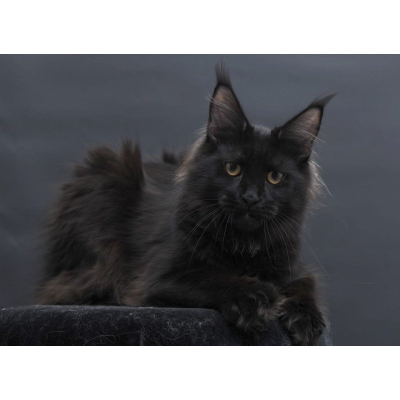 Maine Coon AP Flora