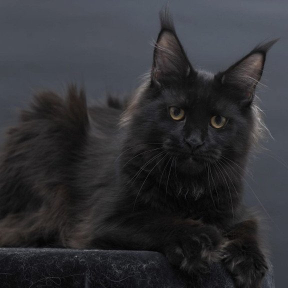 Maine Coon AP Flora