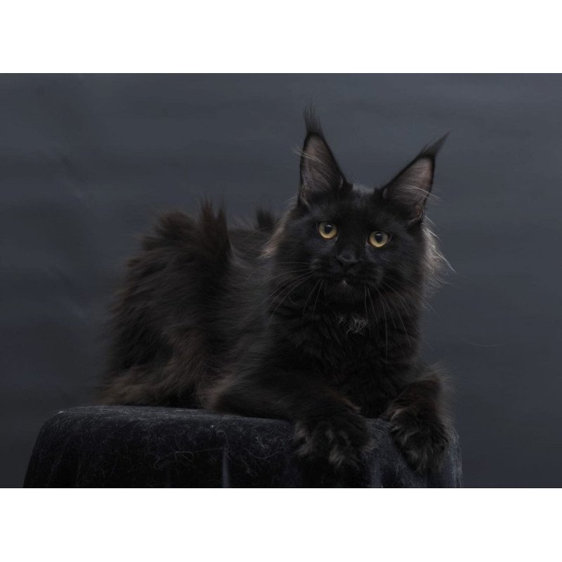 Maine Coon AP Flora