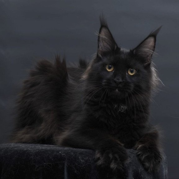 Maine Coon AP Flora