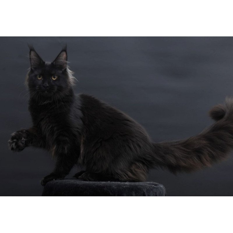 Maine Coon AP Flora