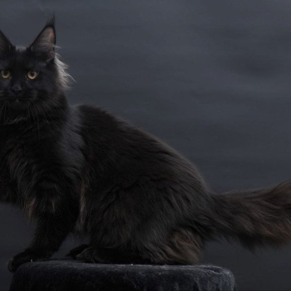 Maine Coon AP Flora