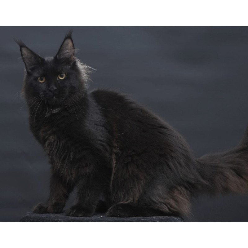 Maine Coon AP Flora