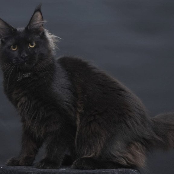 Maine Coon AP Flora