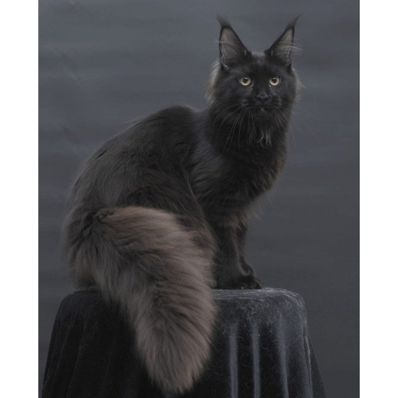 Maine Coon AP Flora