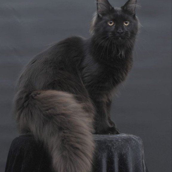 Maine Coon AP Flora