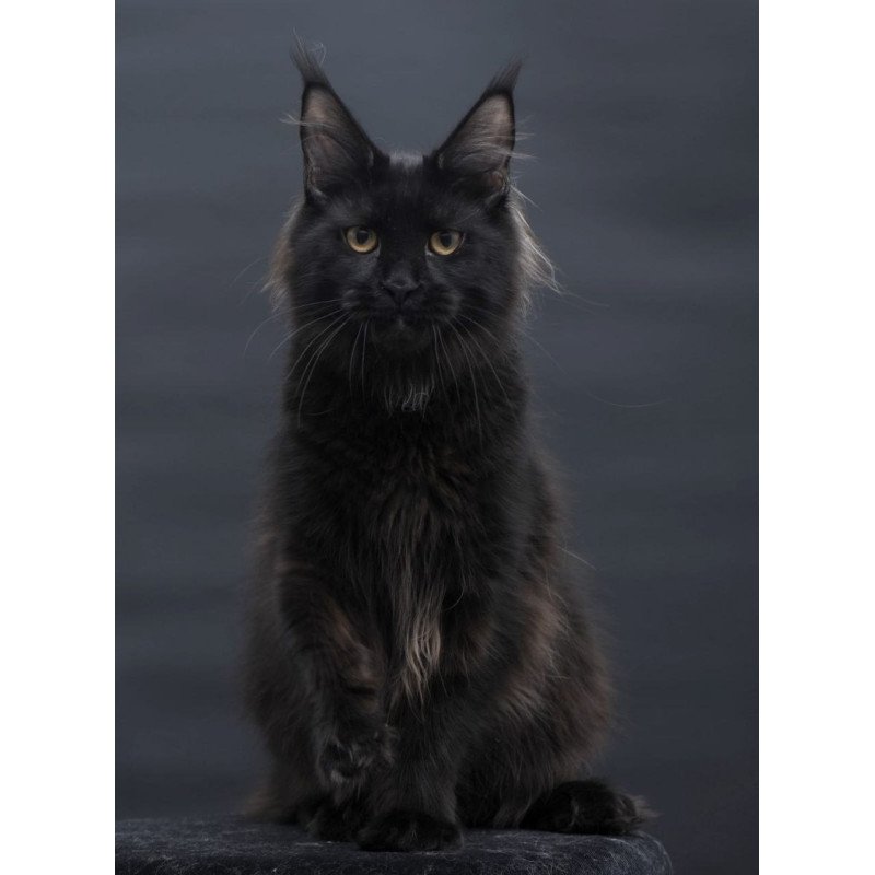 Maine Coon AP Flora