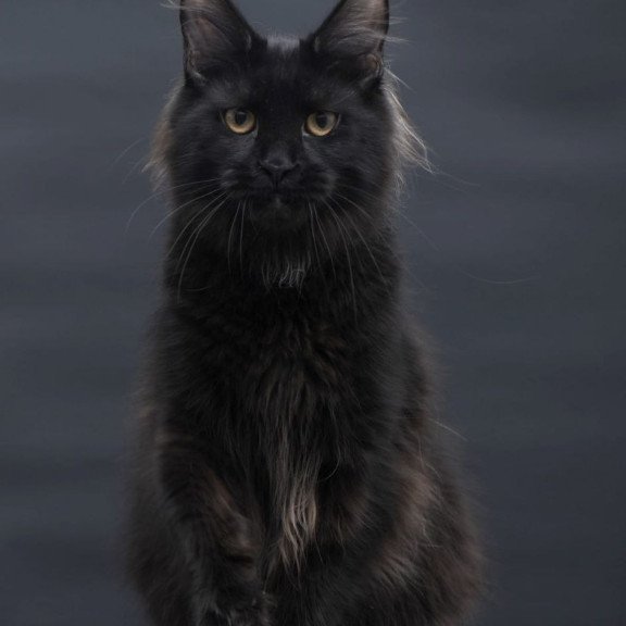 Maine Coon AP Flora