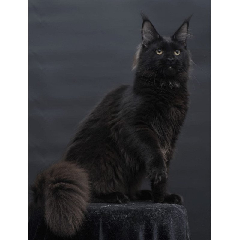 Maine Coon AP Flora