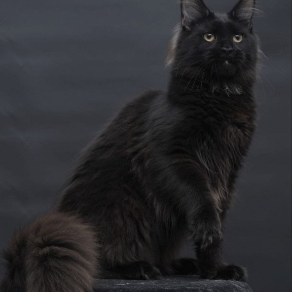Maine Coon AP Flora