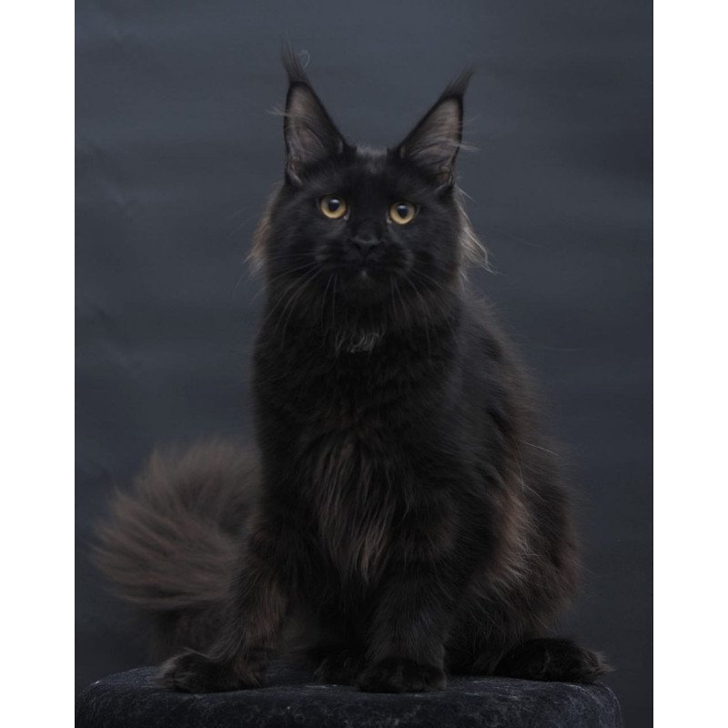 Maine Coon AP Flora