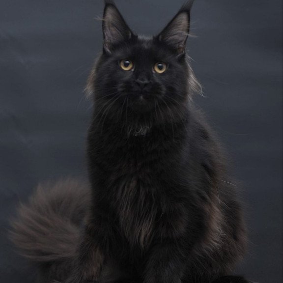 Maine Coon AP Flora