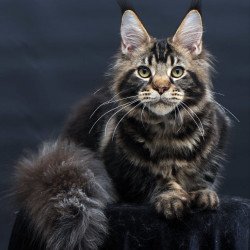 Maine Coon AP Elvis