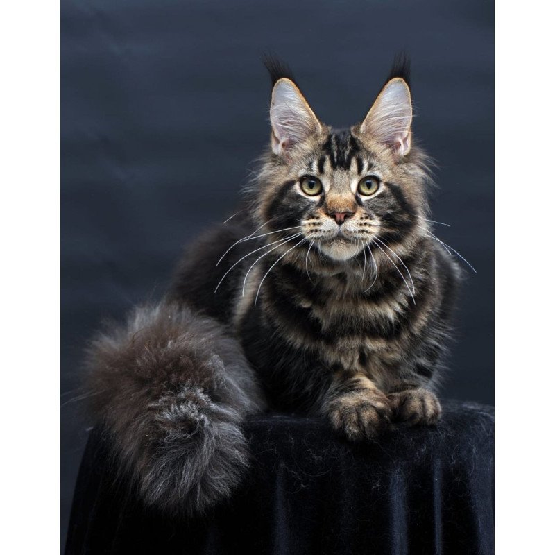Maine Coon AP Elvis