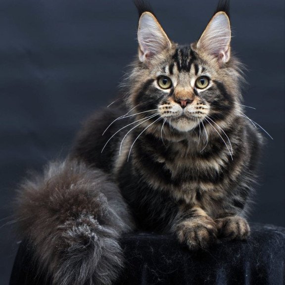 Maine Coon AP Elvis