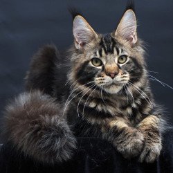 Maine Coon AP Elvis