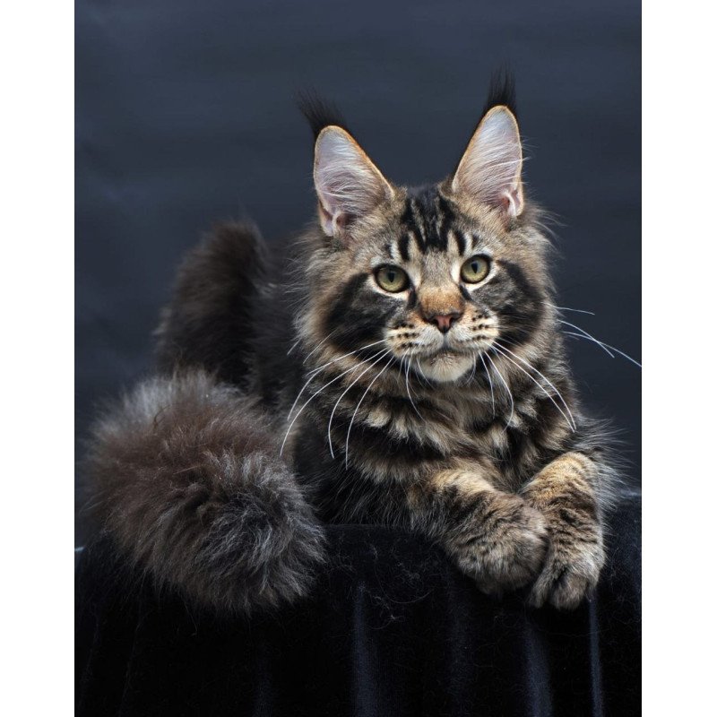 Maine Coon AP Elvis