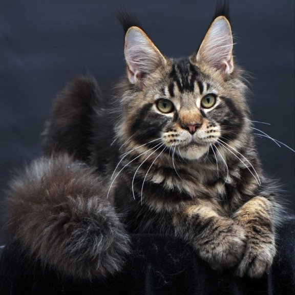 Maine Coon AP Elvis