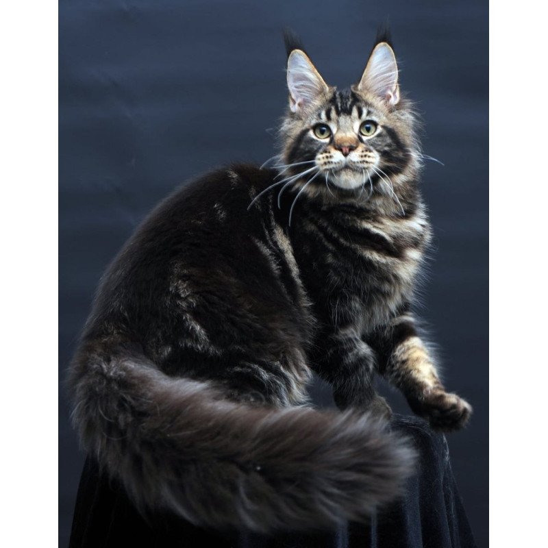 Maine Coon AP Elvis