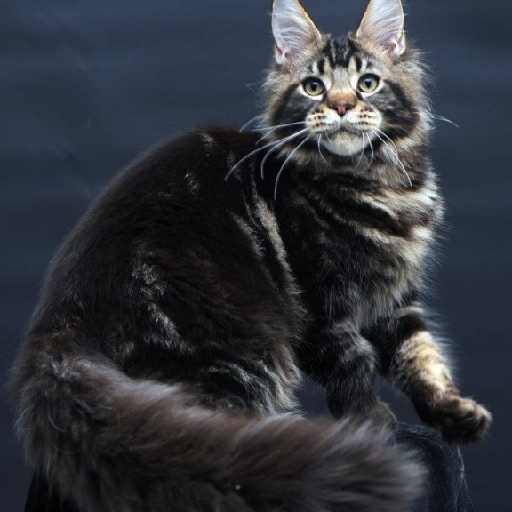 Maine Coon AP Elvis