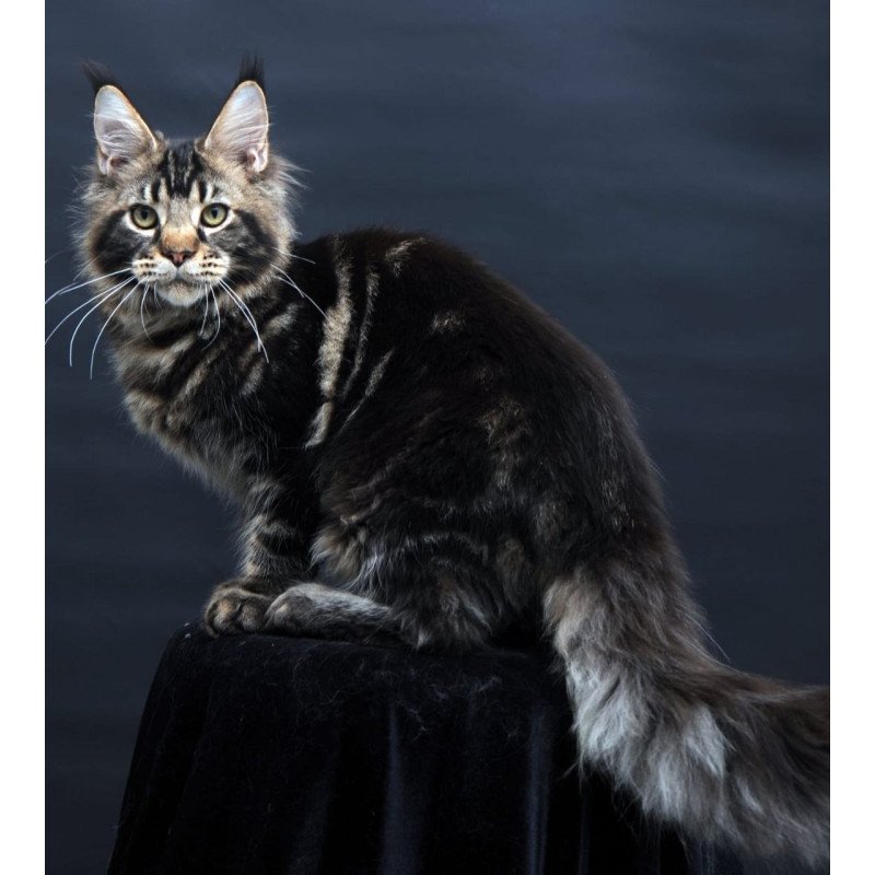Maine Coon AP Elvis