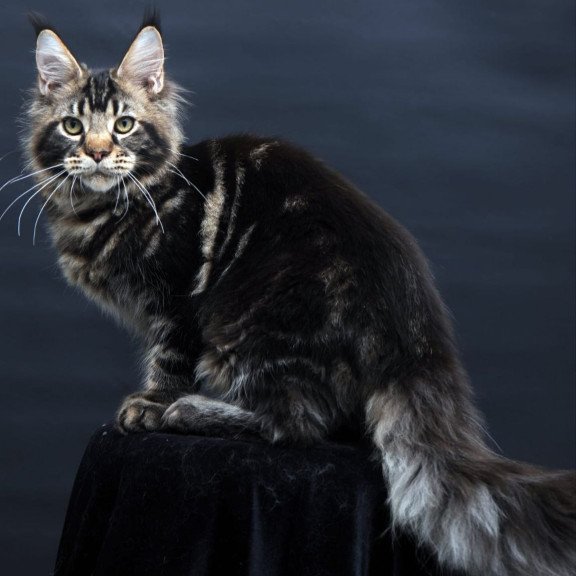 Maine Coon AP Elvis