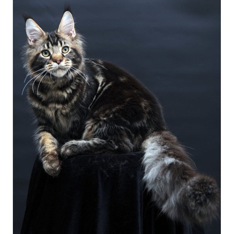Maine Coon AP Elvis