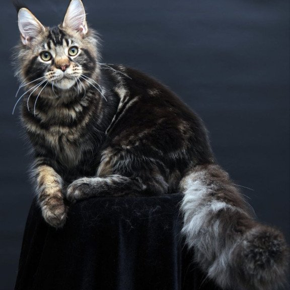 Maine Coon AP Elvis