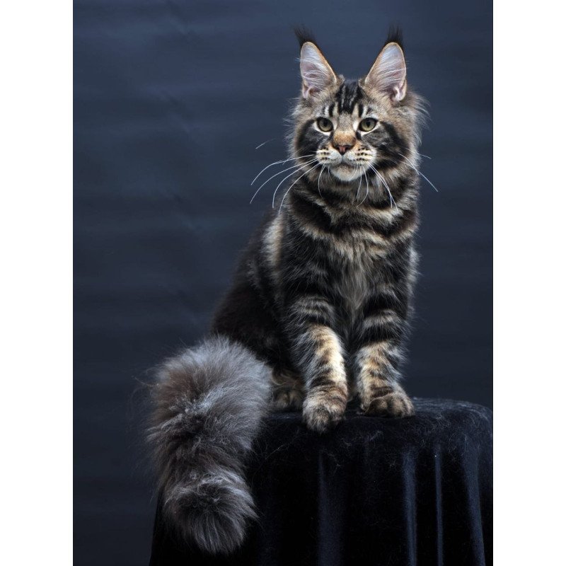 Maine Coon AP Elvis