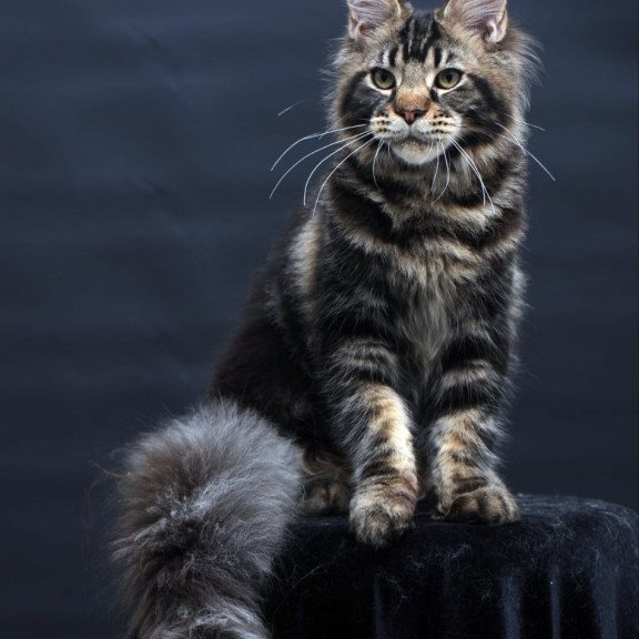 Maine Coon AP Elvis