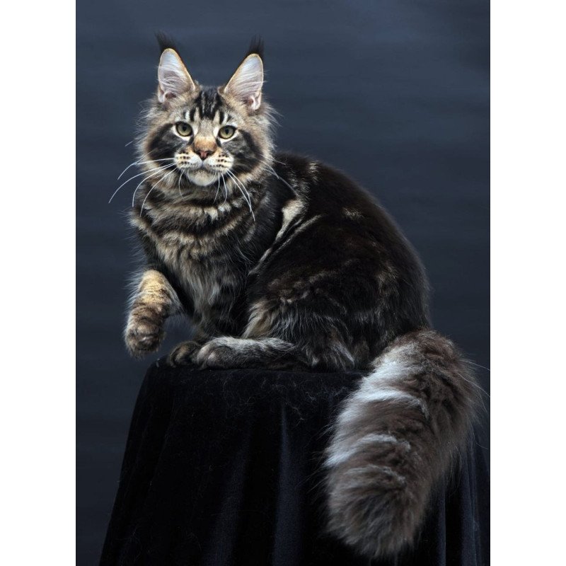 Maine Coon AP Elvis