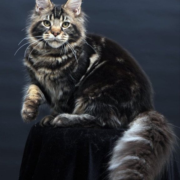 Maine Coon AP Elvis