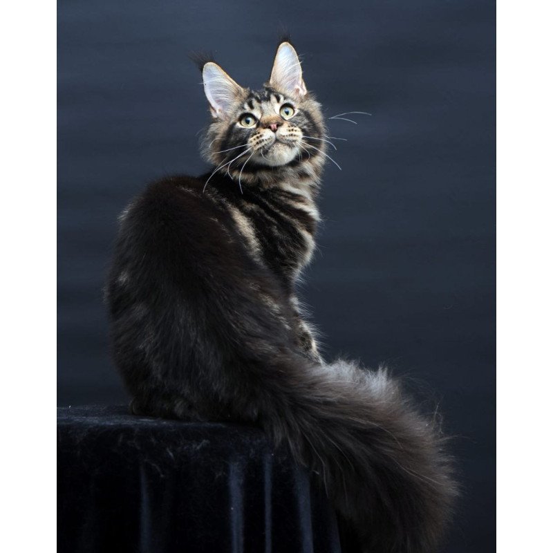 Maine Coon AP Elvis