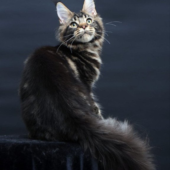 Maine Coon AP Elvis