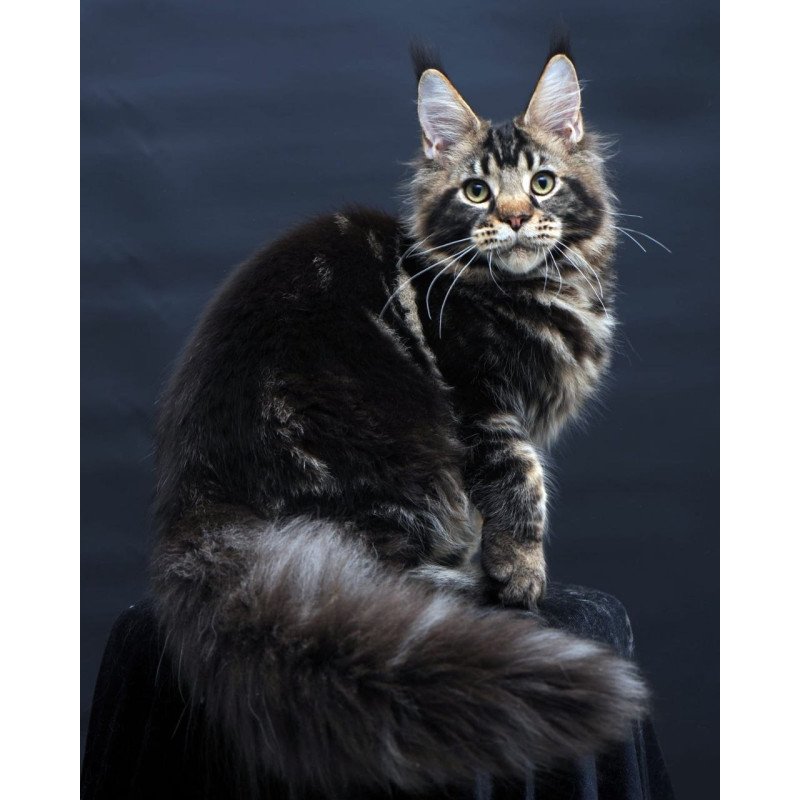 Maine Coon AP Elvis