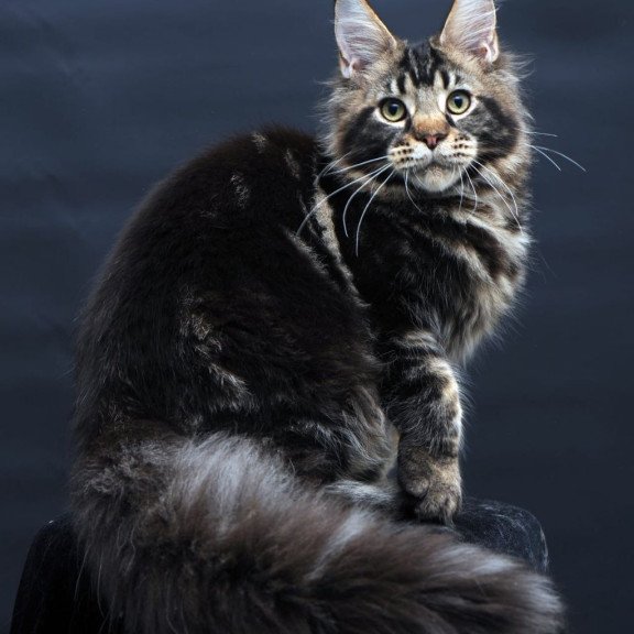 Maine Coon AP Elvis