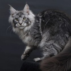 Maine Coon AP Chester