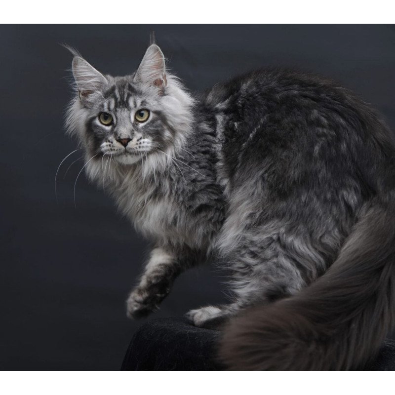 Maine Coon AP Chester