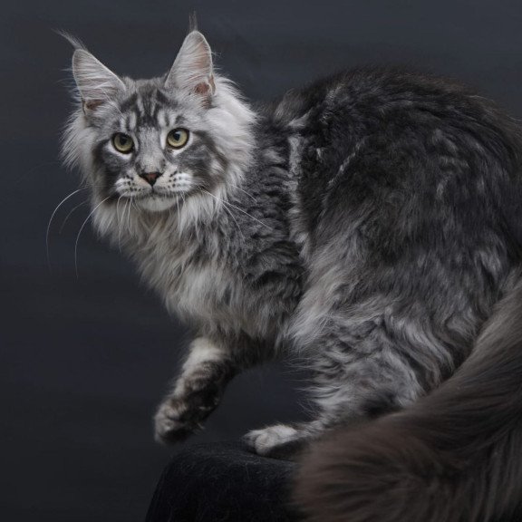 Maine Coon AP Chester