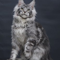 Maine Coon AP Chester