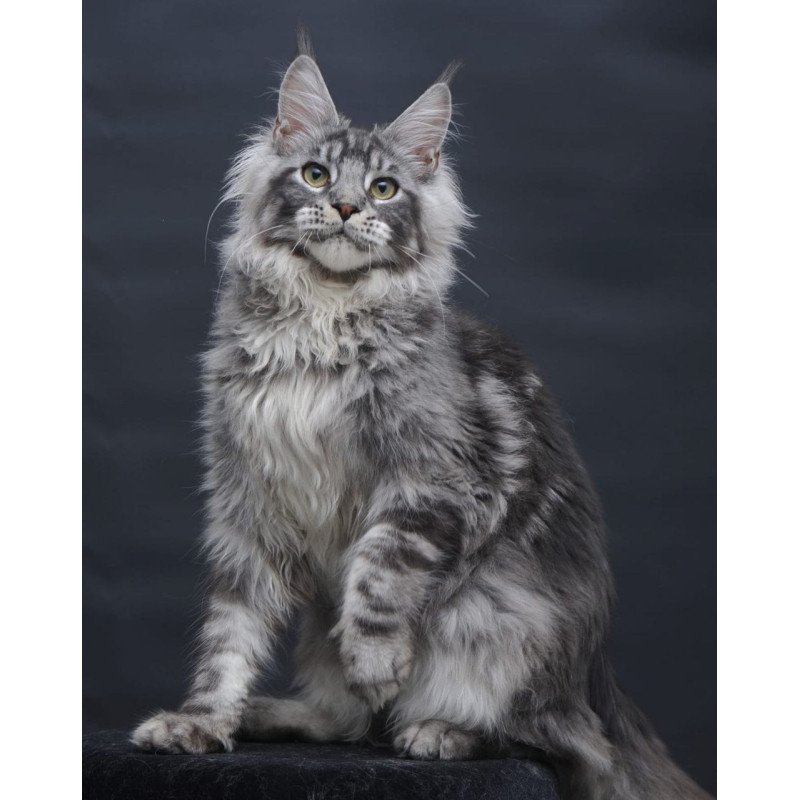 Maine Coon AP Chester