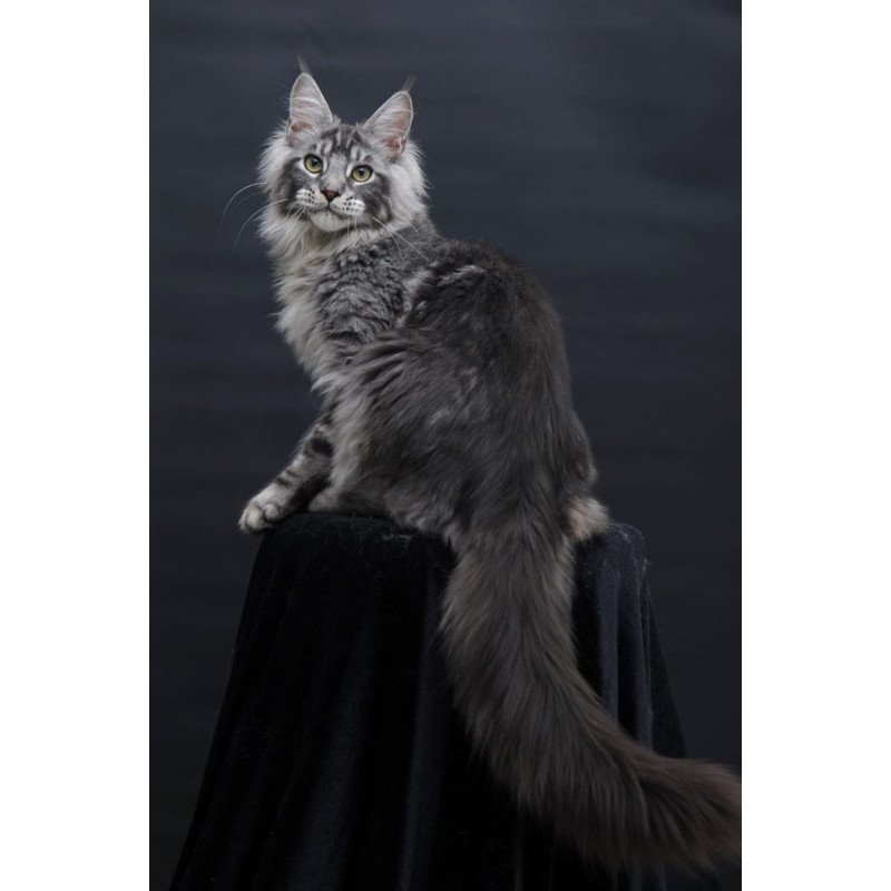 Maine Coon AP Chester