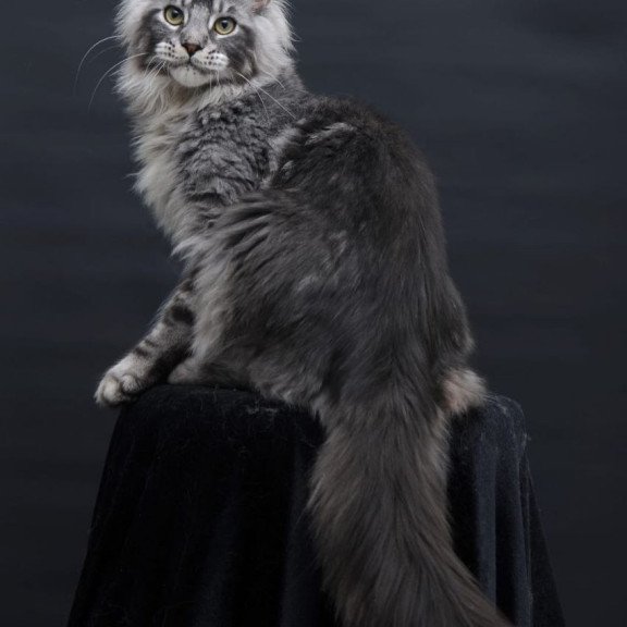 Maine Coon AP Chester