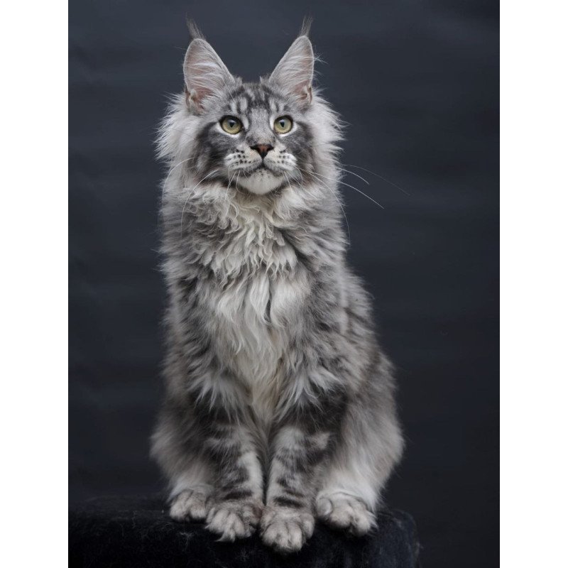 Maine Coon AP Chester