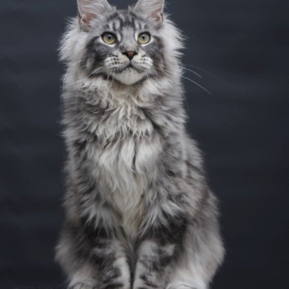 Maine Coon AP Chester